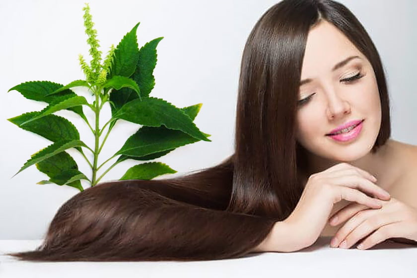 Chăm sóc tóc rụng với hương nhu