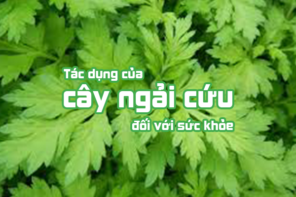 Trị ngứa vùng kín bằng lá ngải cứu